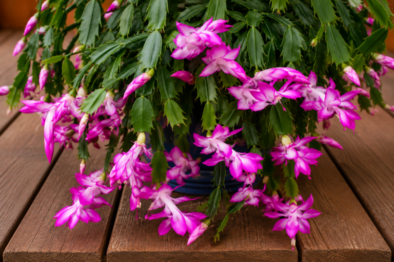 Come propagare il cactus di Natale: il metodo semplice per ottenere piante rigogliose e ricche di fiori