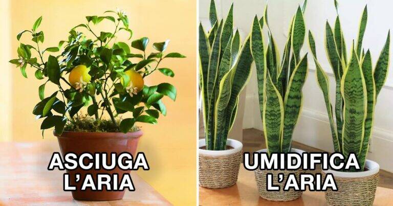 7 piante che possono contribuire a migliorare il microclima della tua casa