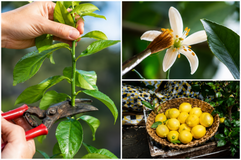 Come coltivare un albero di limone Meyer in casa e ottenere davvero tanti limoni