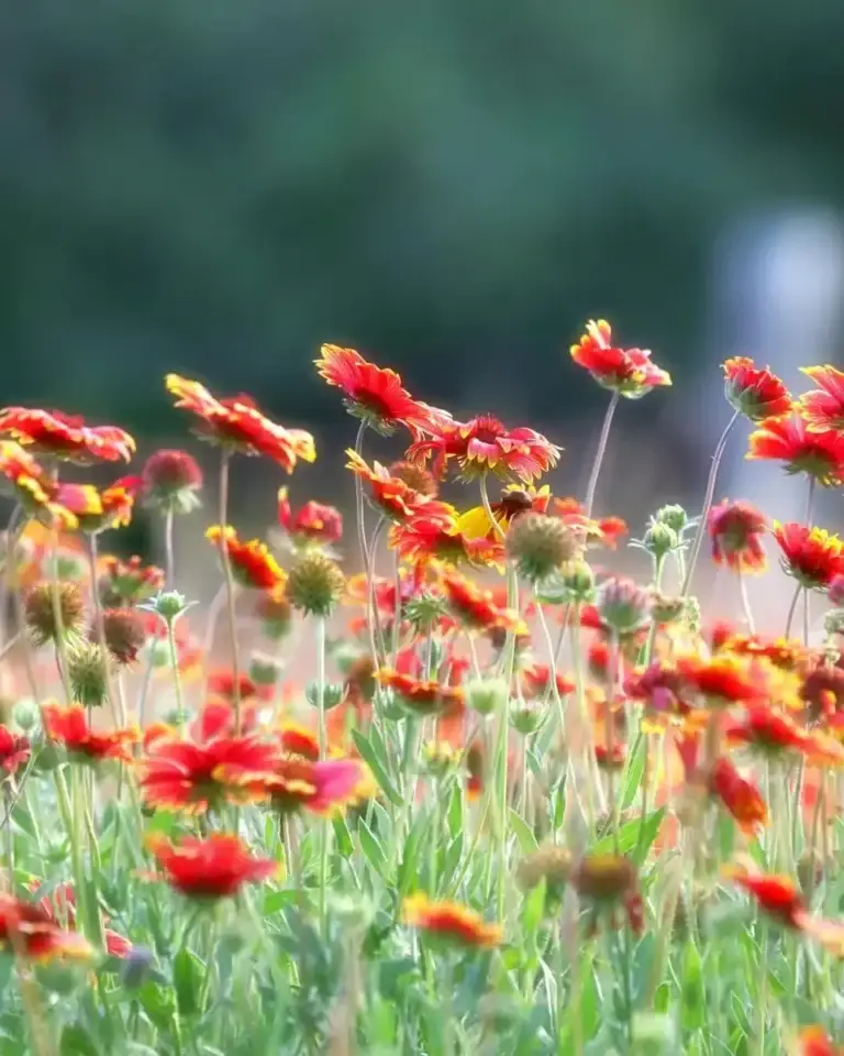 Gaillardia: la Perenne Instancabile che Fiorisce per Tutta l’Estate Anche con il Grande Caldo