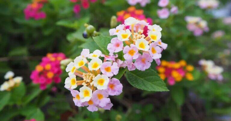 Come Curare e Fare Fiorire la Lantana: Il Fiore Colorato che Aiuta a Tenere Lontane le Zanzare