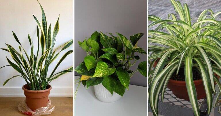 3 Piante che Depurano l’Aria di Casa e Rendono gli Ambienti Più Salubri