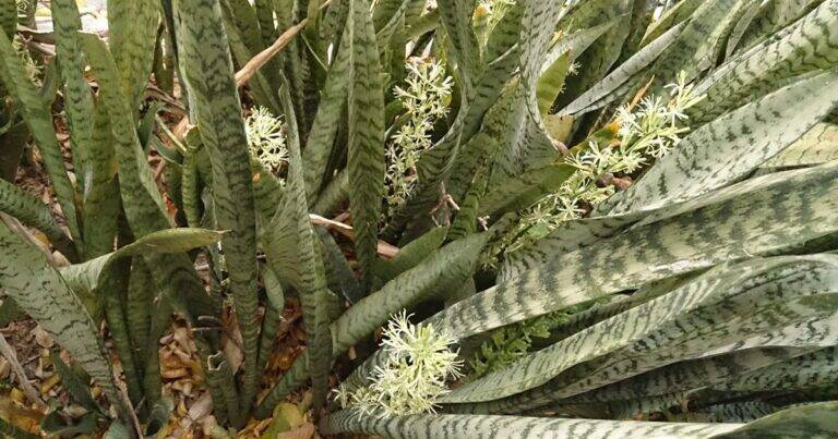 5 Motivi per cui Dovresti Avere una Sansevieria in Casa