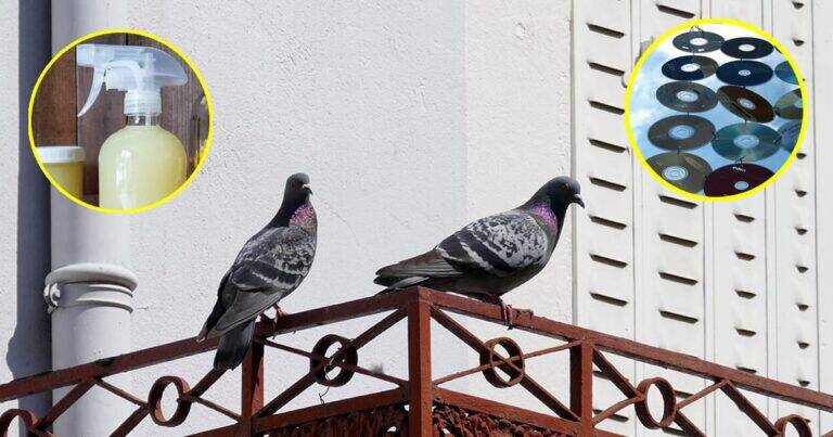 7 trucchi efficaci per tenere lontani i piccioni dal balcone senza far loro del male