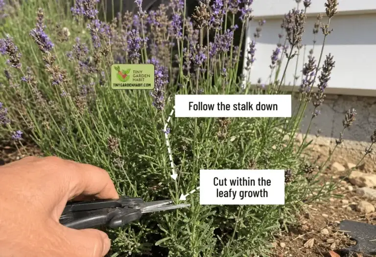 Ad agosto smetto di annaffiare la lavanda automaticamente: ecco quando ha davvero bisogno di acqua